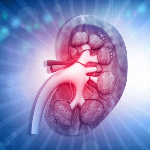  Digital Version Graphic of Kidney