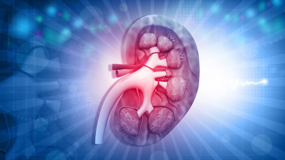  Digital Version Graphic of Kidney